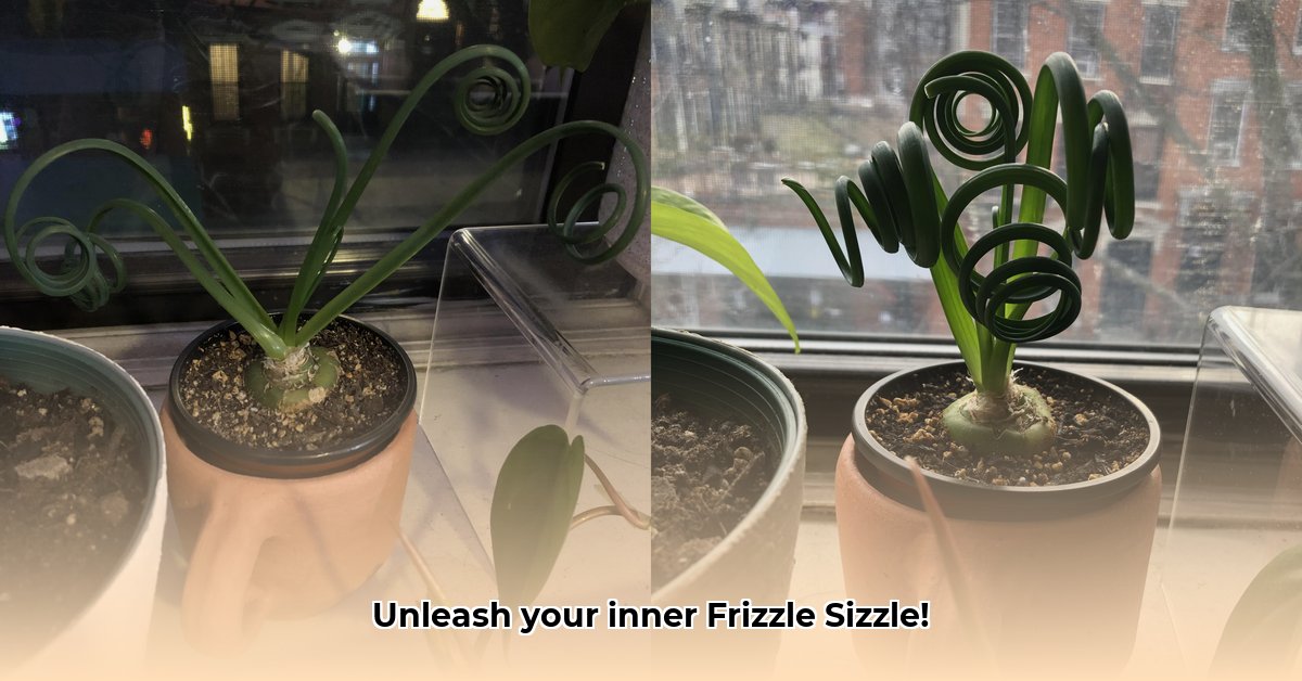 frizzle-sizzle-plant